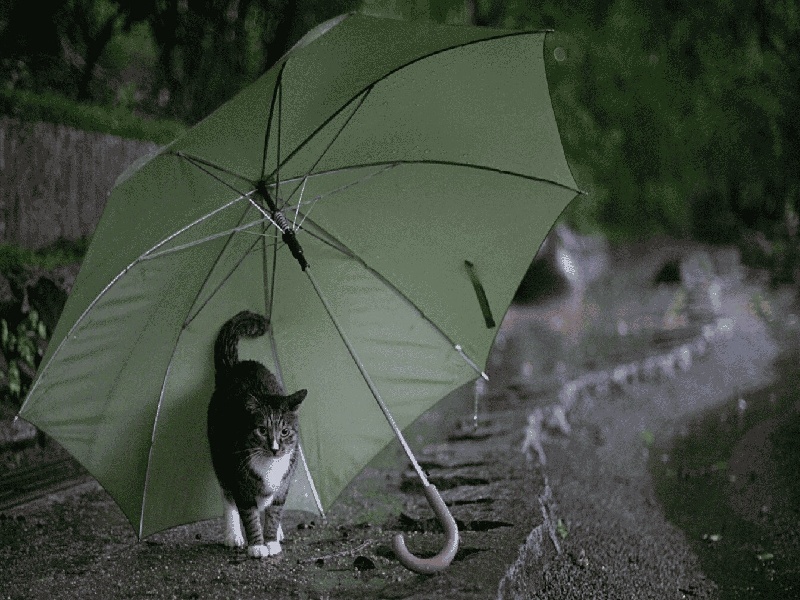 试管不抱希望(伊能静疑成功试管怀孕)